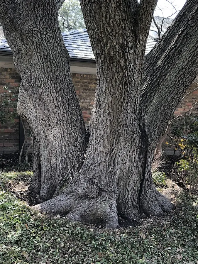 Mature heritage tree close to a Farwell property cared for by certified arborists