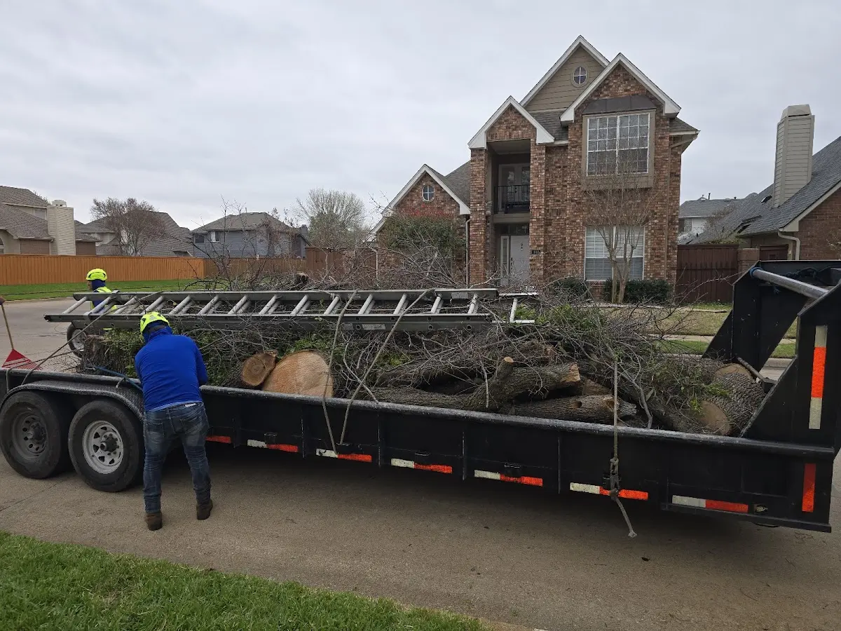 Expert Tree Removal with proper safety equipment in Farwell